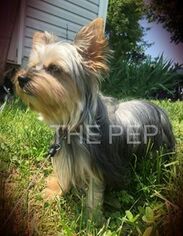 Mother of the Yorkshire Terrier puppies born on 12/28/2018