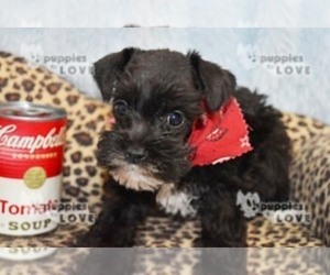 Schnauzer (Miniature) Puppy for sale in SANGER, TX, USA