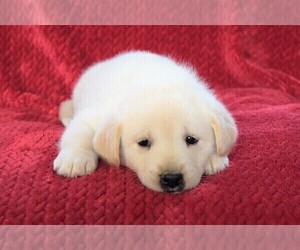 Labrador Retriever-Samoyed Mix Puppy for sale in SUGAR CITY, ID, USA