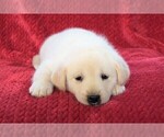 Small Photo #1 Labrador Retriever-Samoyed Mix Puppy For Sale in SUGAR CITY, ID, USA
