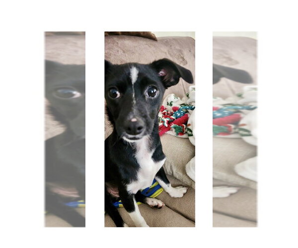 Medium Photo #4 Mutt Puppy For Sale in Mooresville, NC, USA