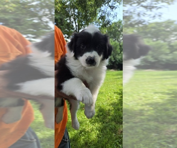 Medium Photo #1 English Shepherd Puppy For Sale in NEW CASTLE, IN, USA