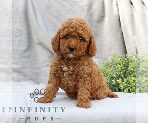 Poodle (Miniature) Puppy for sale in EPHRATA, PA, USA