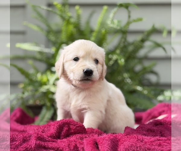 Medium Photo #1 Golden Retriever Puppy For Sale in BUTNER, NC, USA