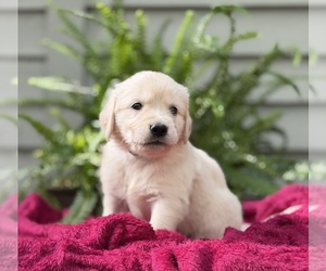 Medium Golden Retriever