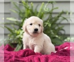Puppy Breeze Golden Retriever