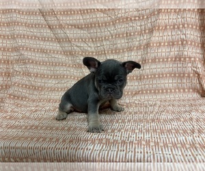 French Bulldog Puppy for sale in MANCHESTER, MI, USA