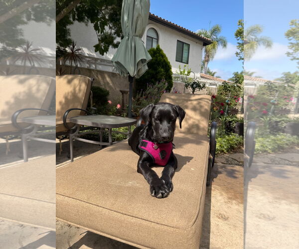Medium Photo #2 Labrador Retriever-Retriever  Mix Puppy For Sale in Corona, CA, USA