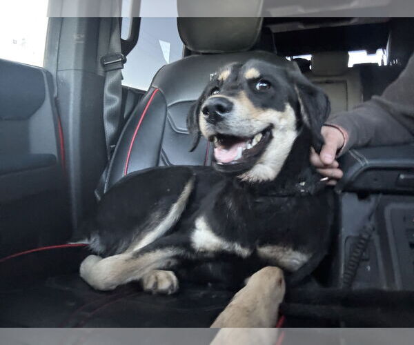 Medium Photo #2 Labrador Retriever-Unknown Mix Puppy For Sale in Las Vegas, NM, USA