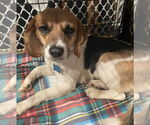 Small Beagle Mix