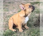 Small Photo #23 French Bulldog Puppy For Sale in TEMPLE, TX, USA