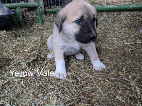Medium Photo #1 Anatolian Shepherd Puppy For Sale in PUEBLO, CO, USA