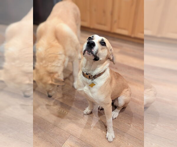 Medium Photo #5 Labrador Retriever-Unknown Mix Puppy For Sale in Sandy, UT, USA
