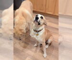 Small #4 Labrador Retriever Mix