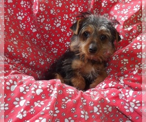 Yorkshire Terrier Puppy for sale in PATERSON, NJ, USA