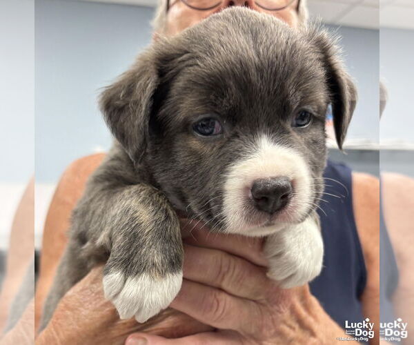 Medium Photo #3 Rat Terrier-Unknown Mix Puppy For Sale in Washington, DC, USA