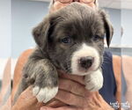 Small #2 Rat Terrier Mix