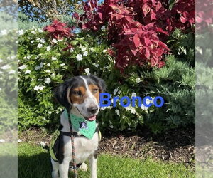 Bronco - Male Collie-Unknown Mix Dog for Adoption - Photo #2
