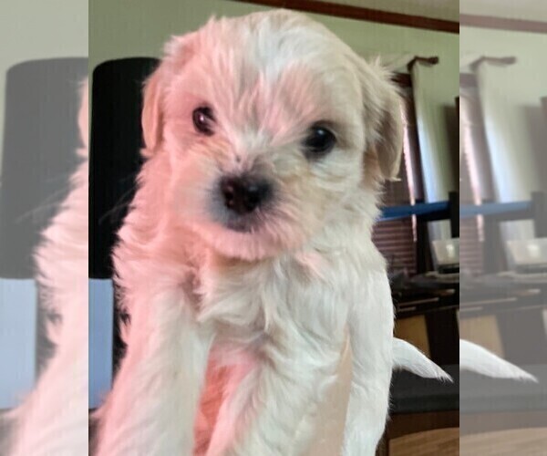 Medium Photo #2 ShihPoo Puppy For Sale in BAYPORT, MN, USA