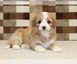 Small #2 Bernedoodle (Miniature)-Cavapoo (Miniature) Mix