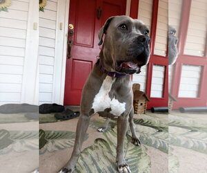 Lil Mama - Female American Pit Bull Terrier-Labrador Retriever Mix Dog for Adoption - Photo #3
