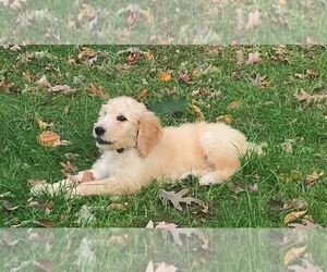 Goldendoodle Puppy for sale in W WARWICK, RI, USA