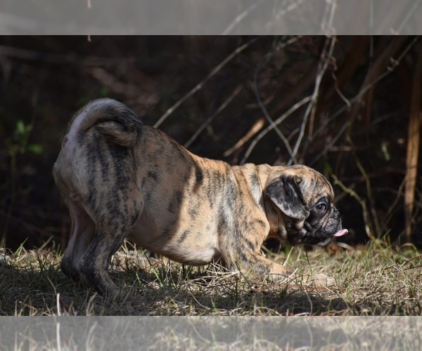 Medium Photo #5 Pug Puppy For Sale in PALM COAST, FL, USA