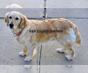 Mother of the English Cream Golden Retriever puppies born on 05/01/2026
