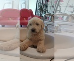 Small #8 Labradoodle
