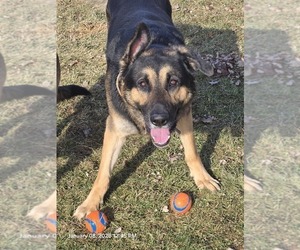 German Shepherd Dog Dog for Adoption in STERLING HEIGHTS, Michigan USA