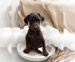 Small #2 Doberman Pinscher