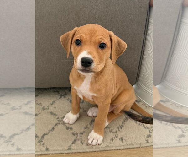 Medium Photo #5 Labrador Retriever-Unknown Mix Puppy For Sale in Plainfield, IL, USA