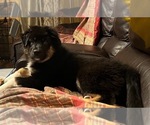 Small Photo #7 Australian Shepherd Puppy For Sale in MERCER, WI, USA