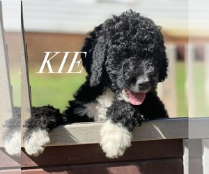 Bernedoodle Puppy for sale in PIEDMONT, SC, USA