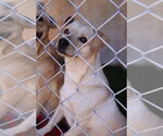 Small Photo #2 Italian Greyhuahua Puppy For Sale in Studio City, CA, USA