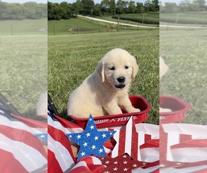 English Cream Golden Retriever Puppy for sale in DEARBORN, MO, USA