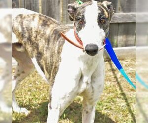 Greyhound Dogs for adoption in Grandville, MI, USA