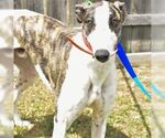 Small Greyhound