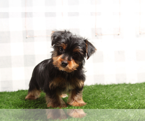 Yorkshire Terrier Puppy for sale in MARIETTA, GA, USA