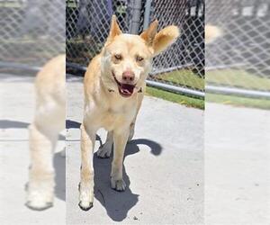Siberian Husky Dogs for adoption in Downey, CA, USA