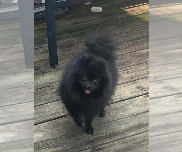 Medium Photo #5 Pomeranian Puppy For Sale in Lebanon, PA, USA