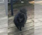 Small #4 Pomeranian