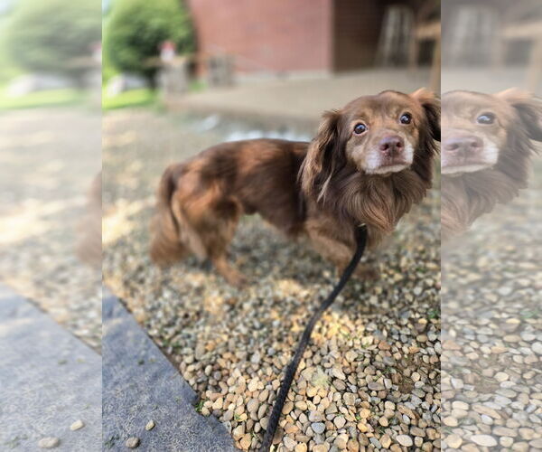 Medium Photo #3 Dachshund-Unknown Mix Puppy For Sale in Bardstown, KY, USA