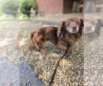 Small #2 Dachshund Mix