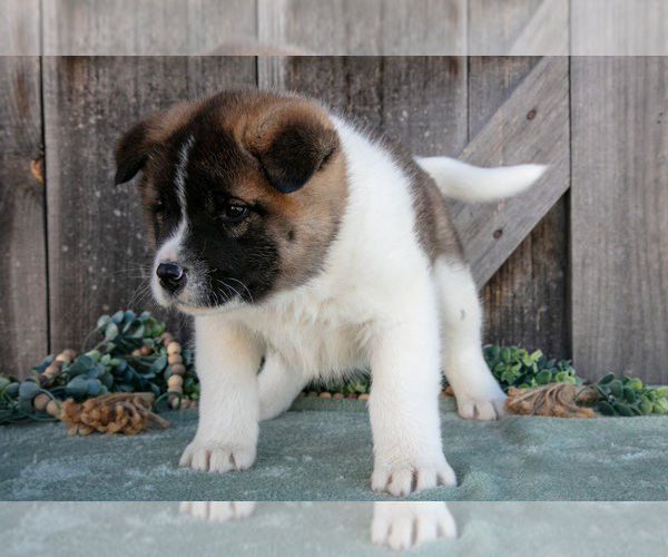 Medium Photo #3 Akita Puppy For Sale in MILLERSBURG, OH, USA
