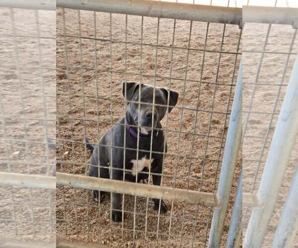 Medium Photo #5 Bull Terrier-Unknown Mix Puppy For Sale in Escondido, CA, USA