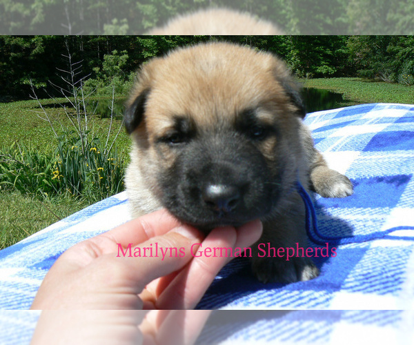 Medium Photo #3 German Shepherd Dog Puppy For Sale in PIEDMONT, MO, USA