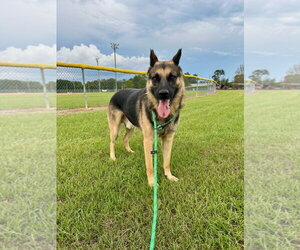 German Shepherd Dog Dogs for adoption in Monticello, MS, USA
