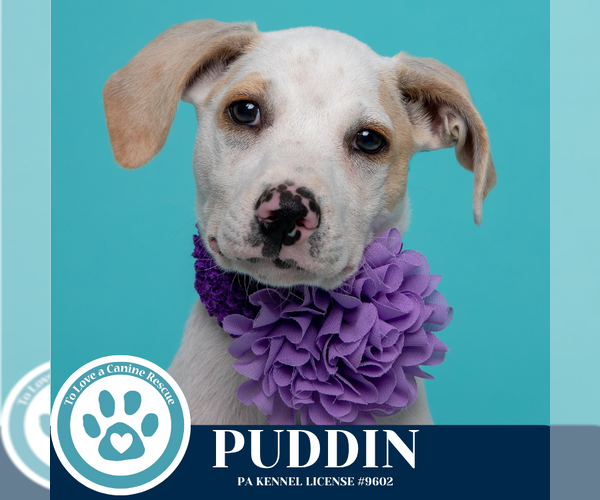 Medium Photo #6 Beagle-Unknown Mix Puppy For Sale in Kimberton, PA, USA