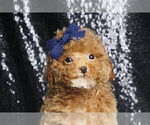 Puppy Goldennugge F1B Maltipoo